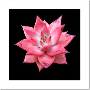 Suculenta Echeveria Taurus Posters and Art